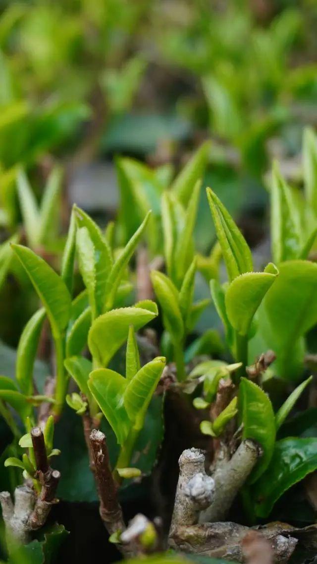 龙8long8，明晚7点央视再“上茶”！英德红茶有什么魅力→